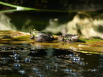 FZ019862 Marsh frogs (Pelophylax ridibundus).jpg